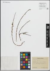 Foto von Salix repens L.